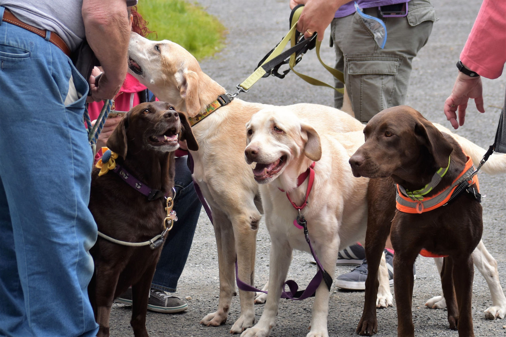 Lab Rescue - 2017 Lab Walk2.jpg